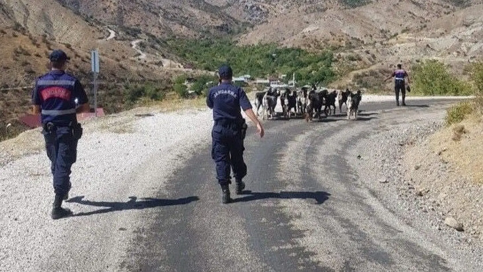 Elazığ'da kaybolan keçiler jandarmanın drone desteği ile bulundu