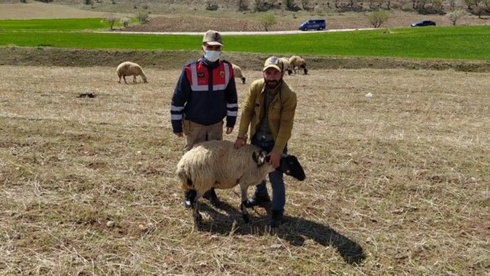 Elazığ'da kayıp koyunlar jandarma tarafından bulundu