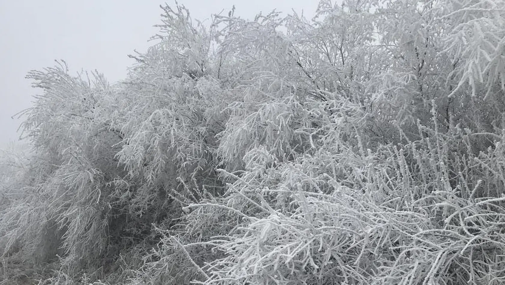 Elazığ'da kırağı ağaçları beyaza bürüdü