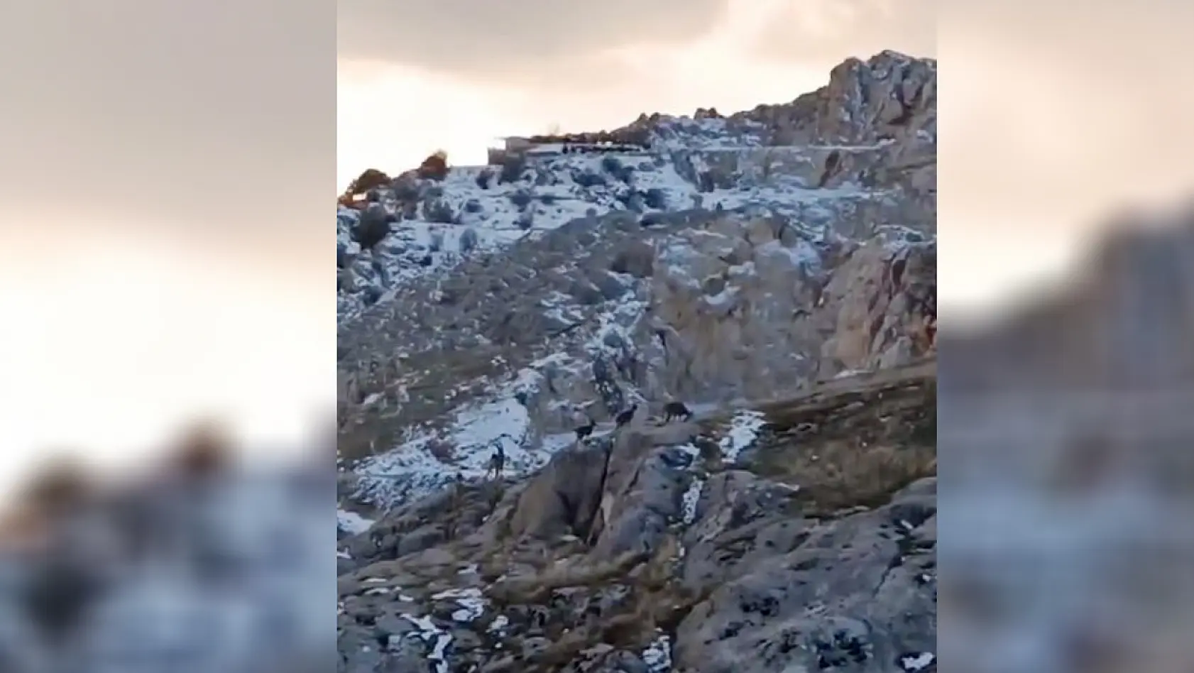 Elazığ'da Koruma Altında Bulunan  Dağ Keçileri Harput'ta