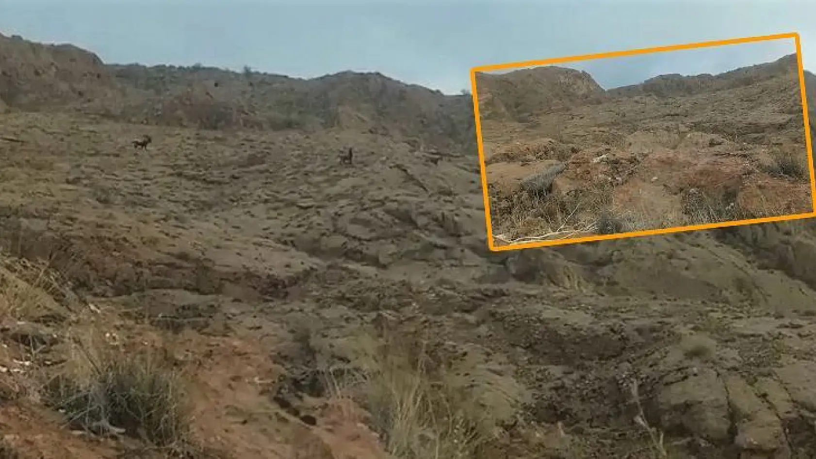Elazığ'da Koruma Altındaki Dağ Keçileri Sürü Halinde Görüntülendi