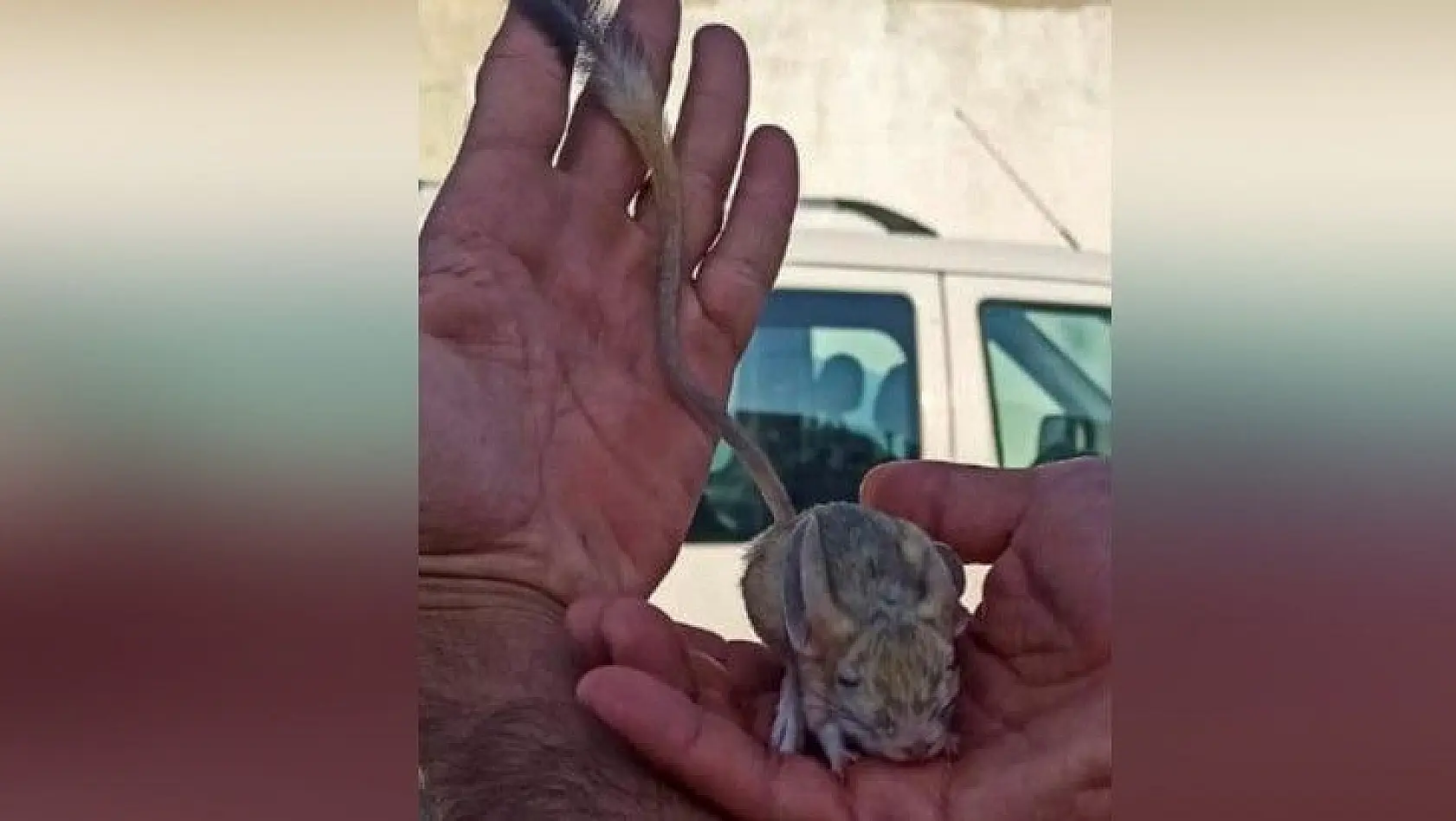 Elazığ'da nesli tükenme tehlikesi altında bulunan Arap tavşanı görüntülendi