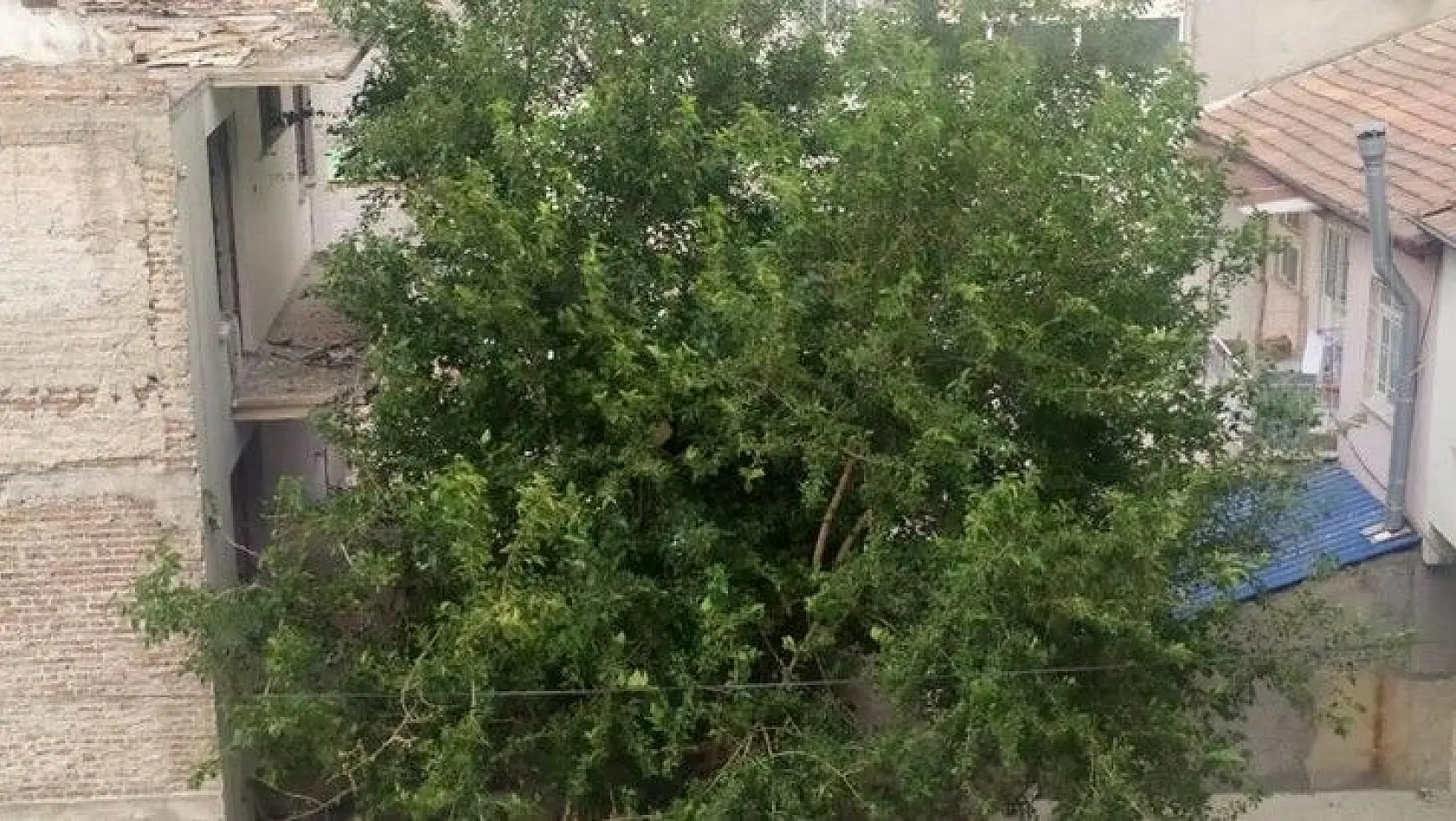 Elazığ'da şiddetli rüzgar etkili oldu, ağaçların dalları kırıldı
