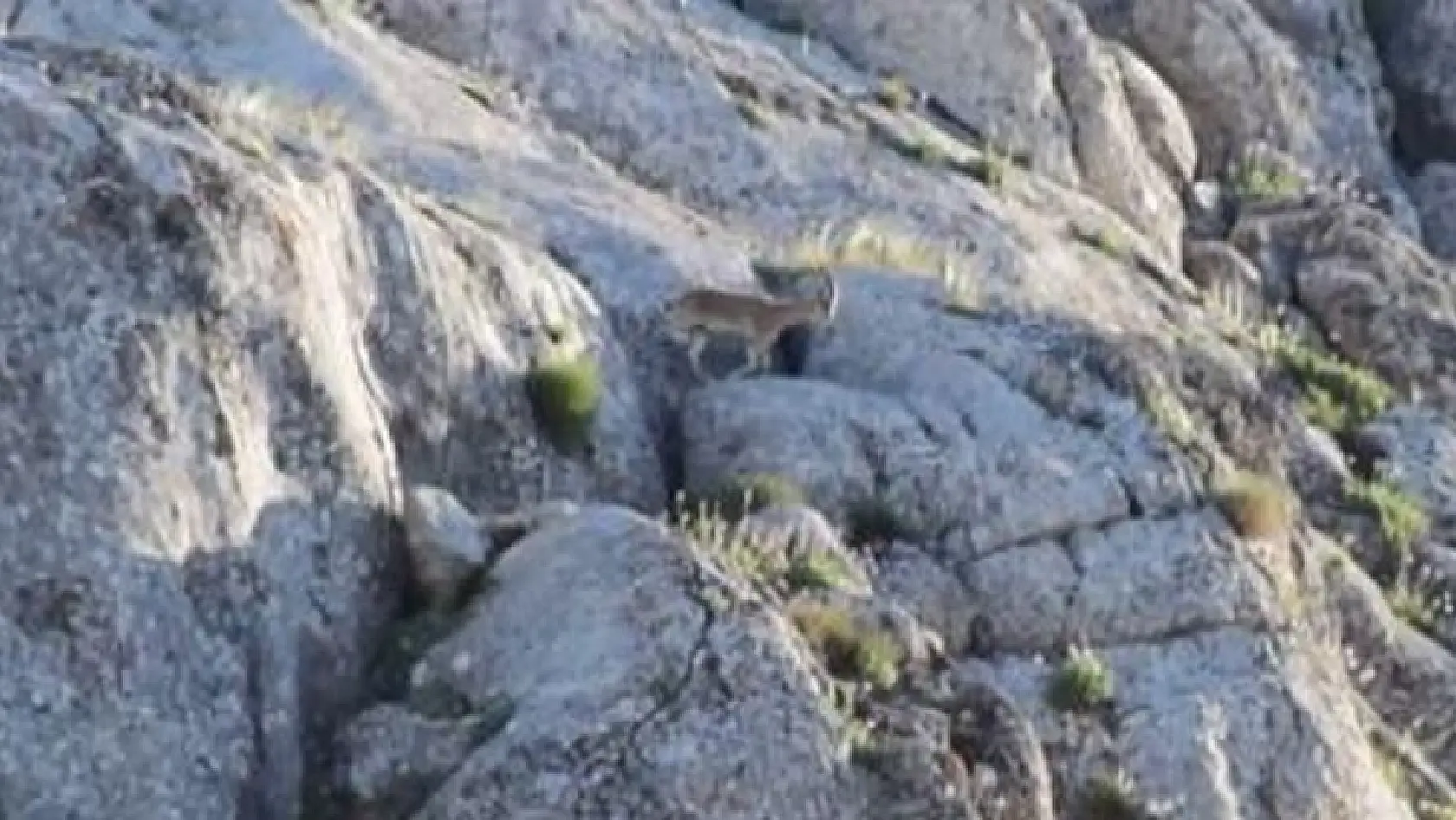 Elazığ'da yavru yaban keçisi görüldü