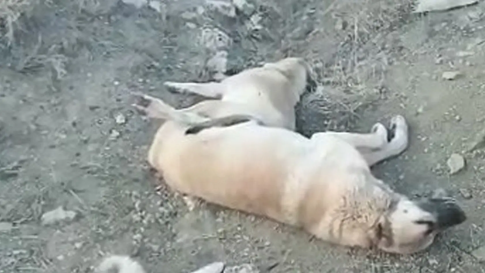 Elazığ'da zehirlenerek öldürülen köpekler için soruşturma başlatıldı