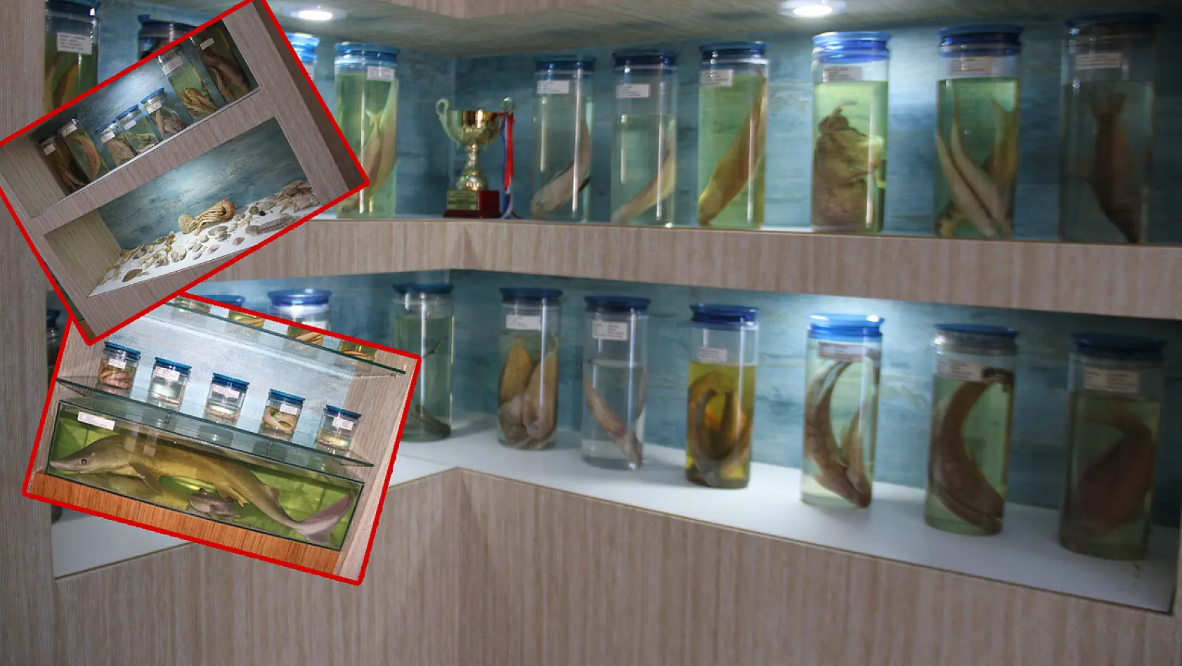 Elazığ'ın Balık Müzesine Talep Büyük