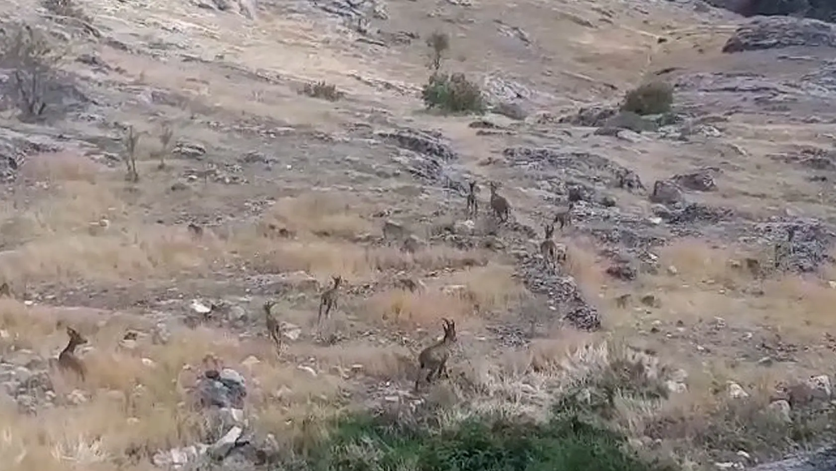 Harput'un Dağ Keçileri