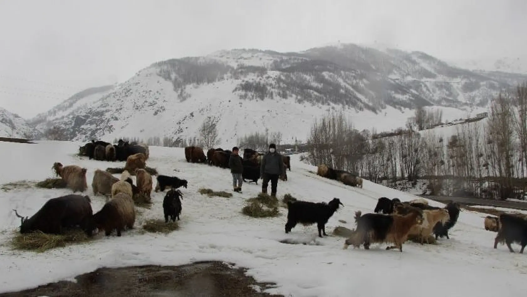 Hayvancılıkla uğraşanlar, kışın zorlu kısmını geride bıraktı