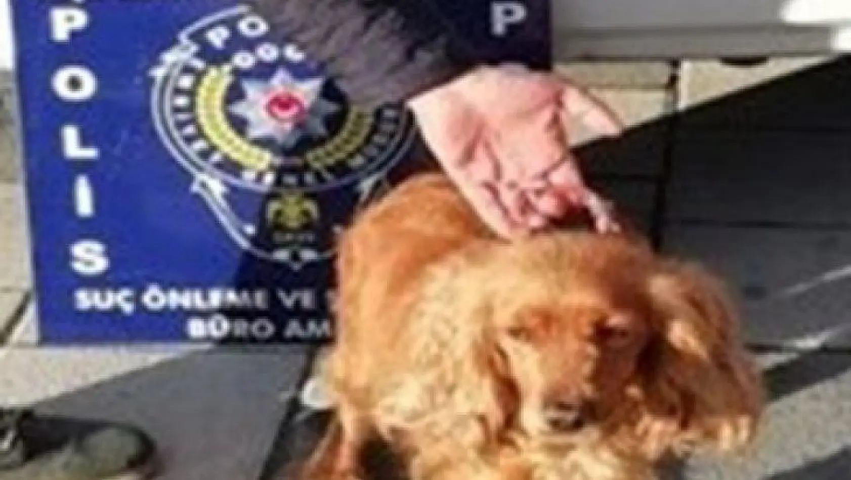 Kaybolan köpeği için polisten yardım istedi