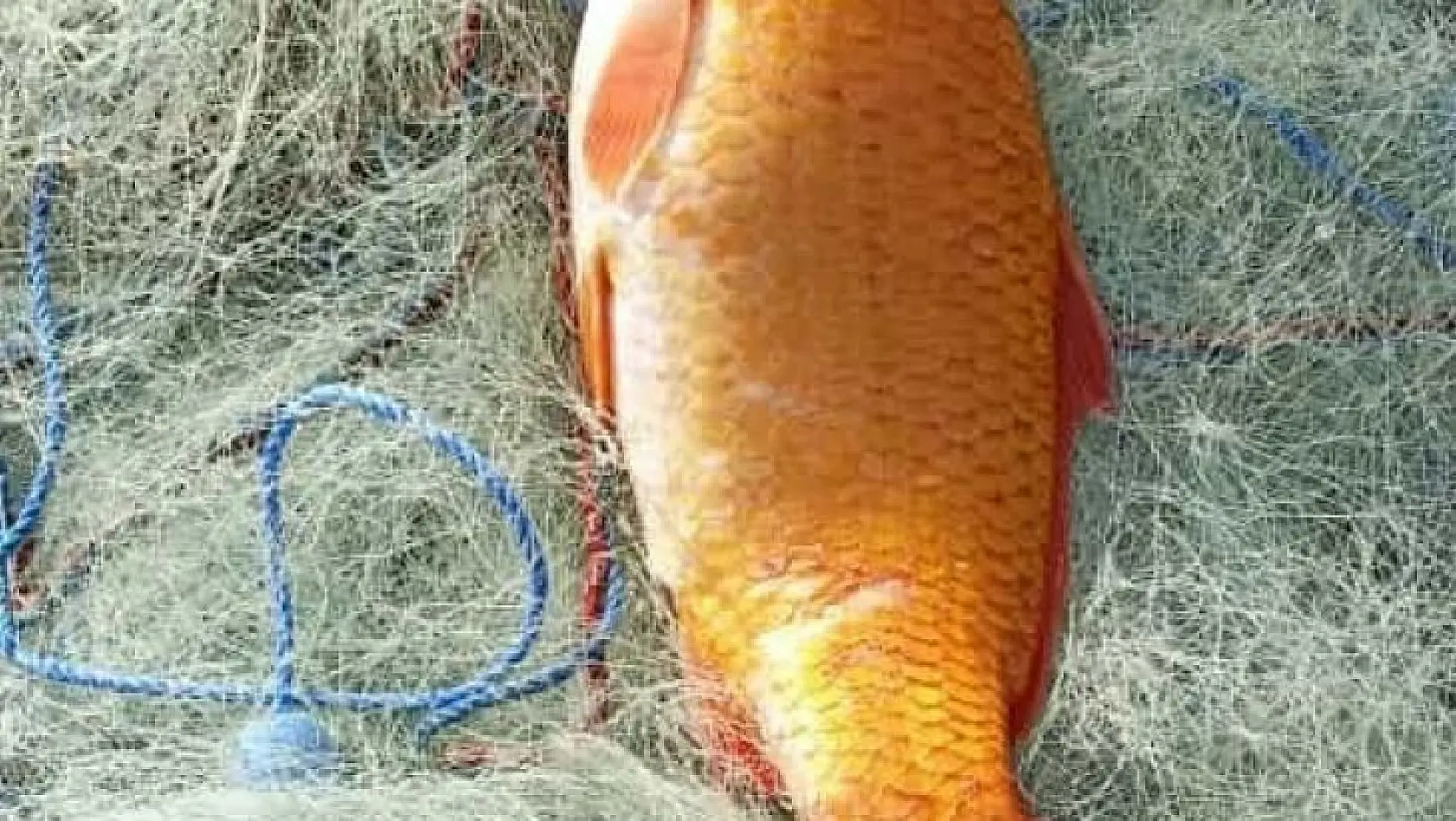 Keban Baraj Gölünde turuncu sazan ağlara takıldı