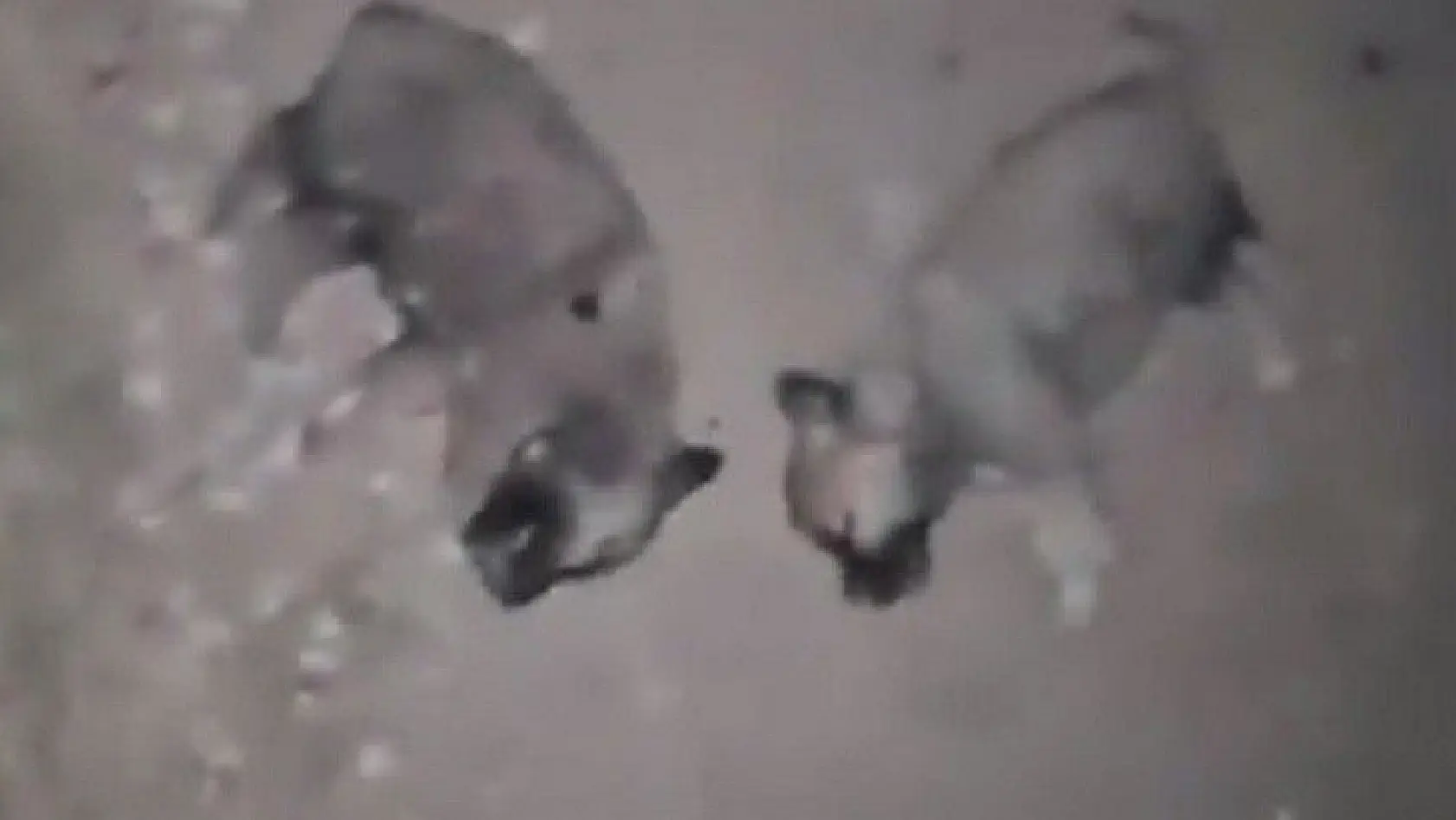 Keban'da 8 yavru köpeğin öldürülmesine adli ve idari soruşturma