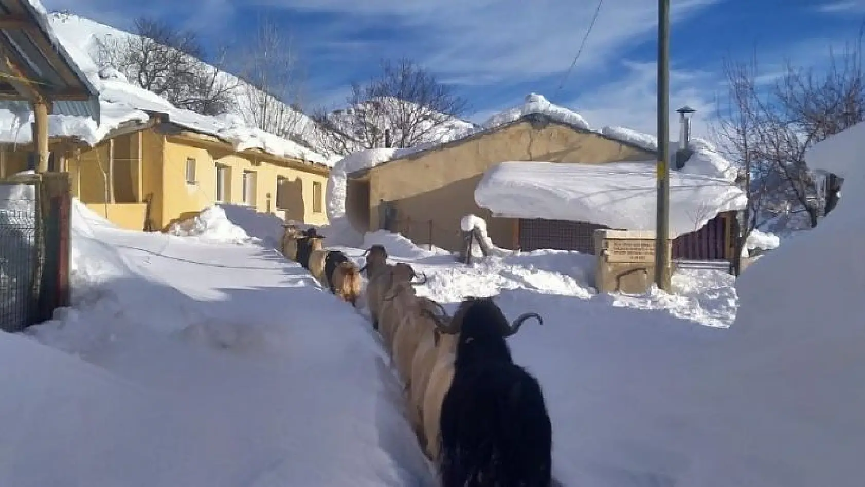 Keçilerin zorlu kış şartlarında karın doyurma mücadelesi