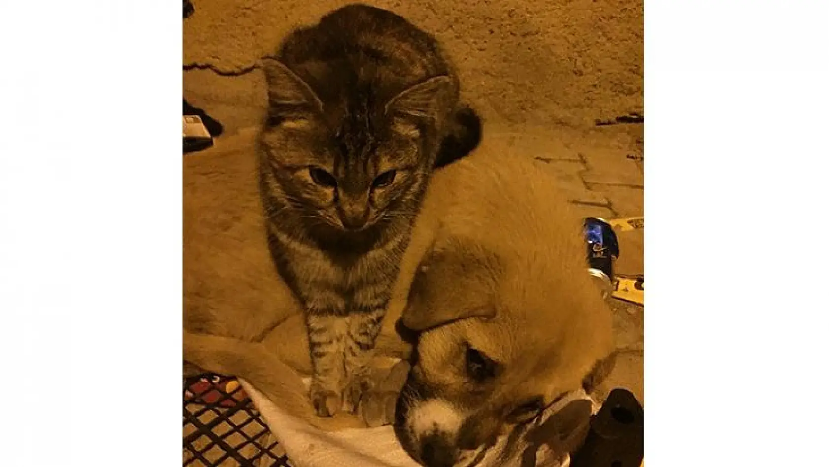 Kedi ile  Köpeğin Şaşırtan Dostluğu