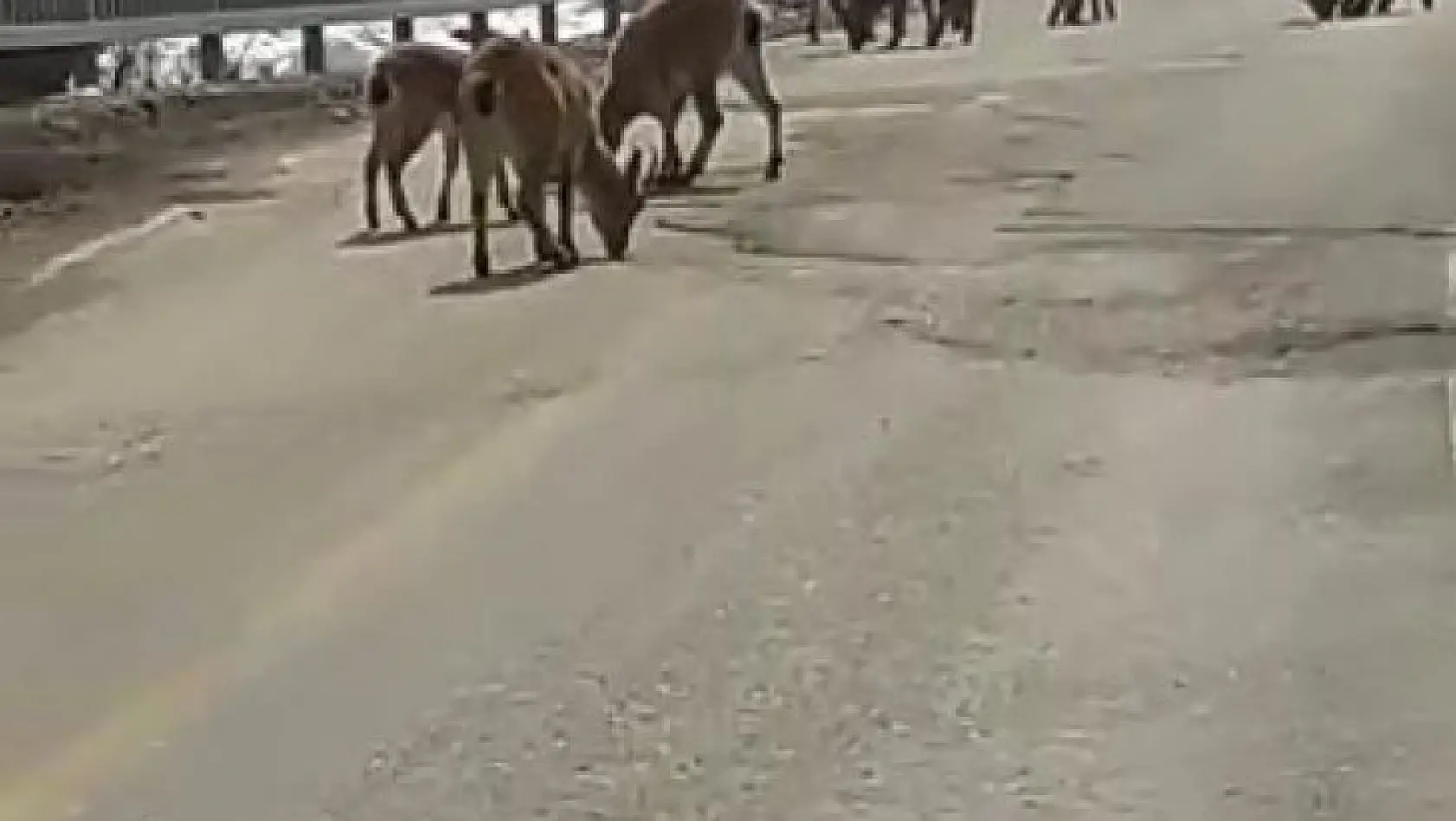 Koruma altındaki dağ keçileri trafiğe indi