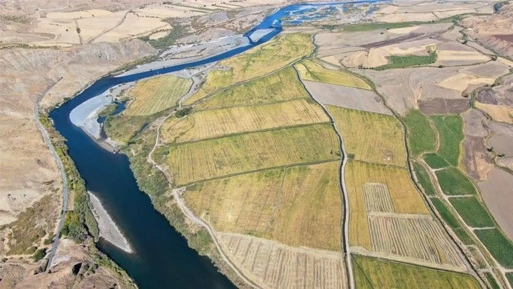 Kuruyan Murat Nehri'nde 150 gün suyun içinde yetişen pirinçte hasat zamanı