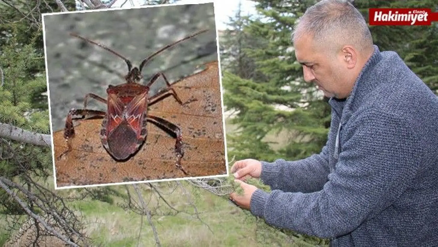 Kuzey Amerika kökenli istilacı böcek, Doğa Anadolu'ya giriş yaptı