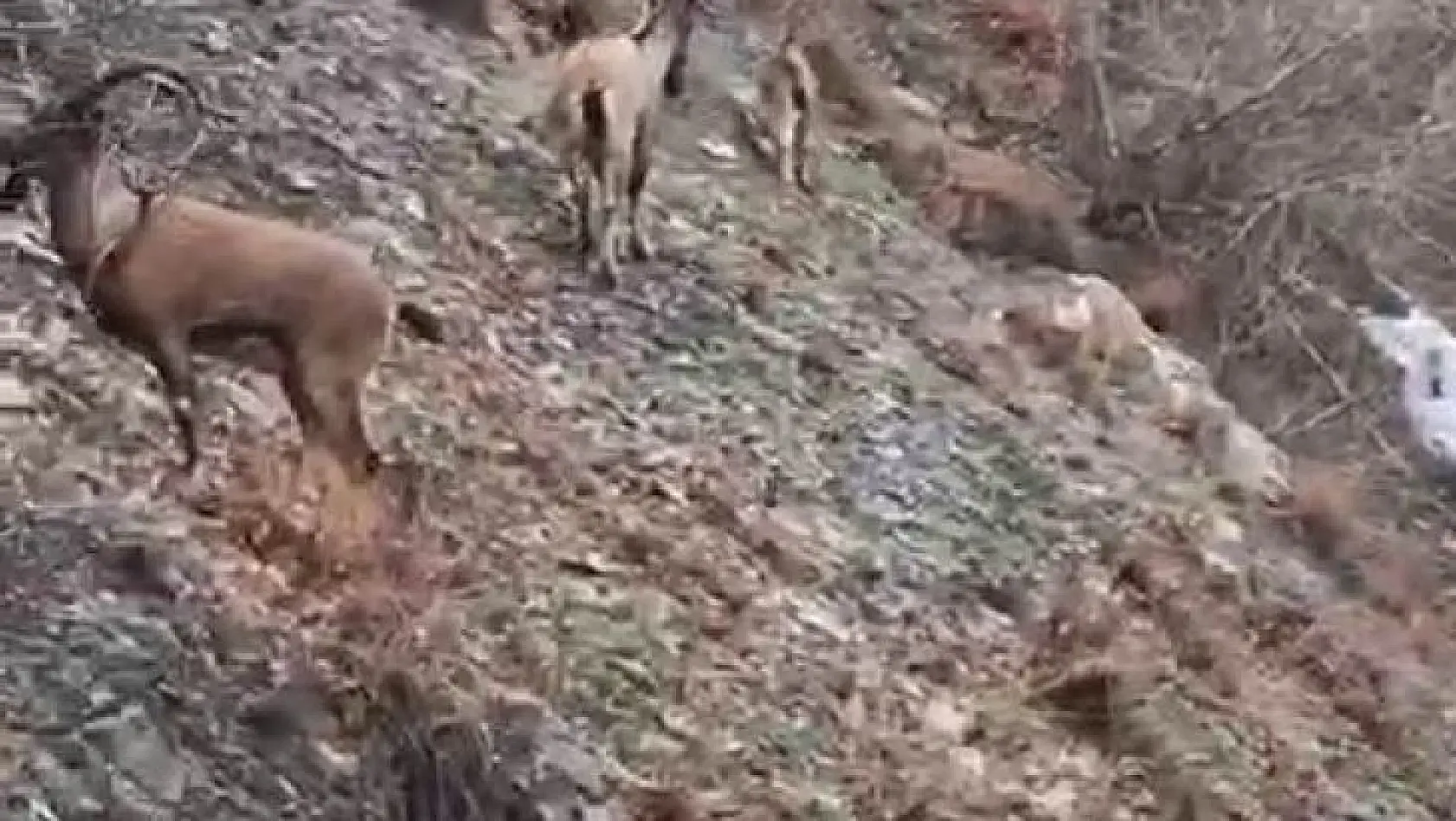 Nesli tükenme tehlikesi altında bulunan dağ keçileri yola indi, vatandaşlar cep telefonlarına sarıldı