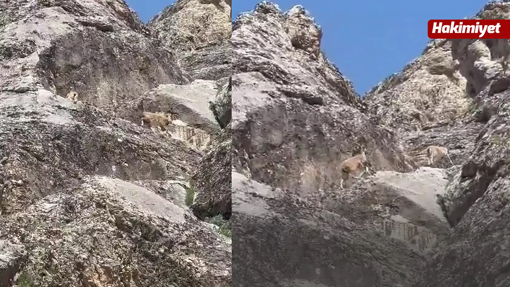 Nesli Tükenme Tehlikesi Altındaki Dağ Keçileri Palu Kalesi'nde Görüntülendi