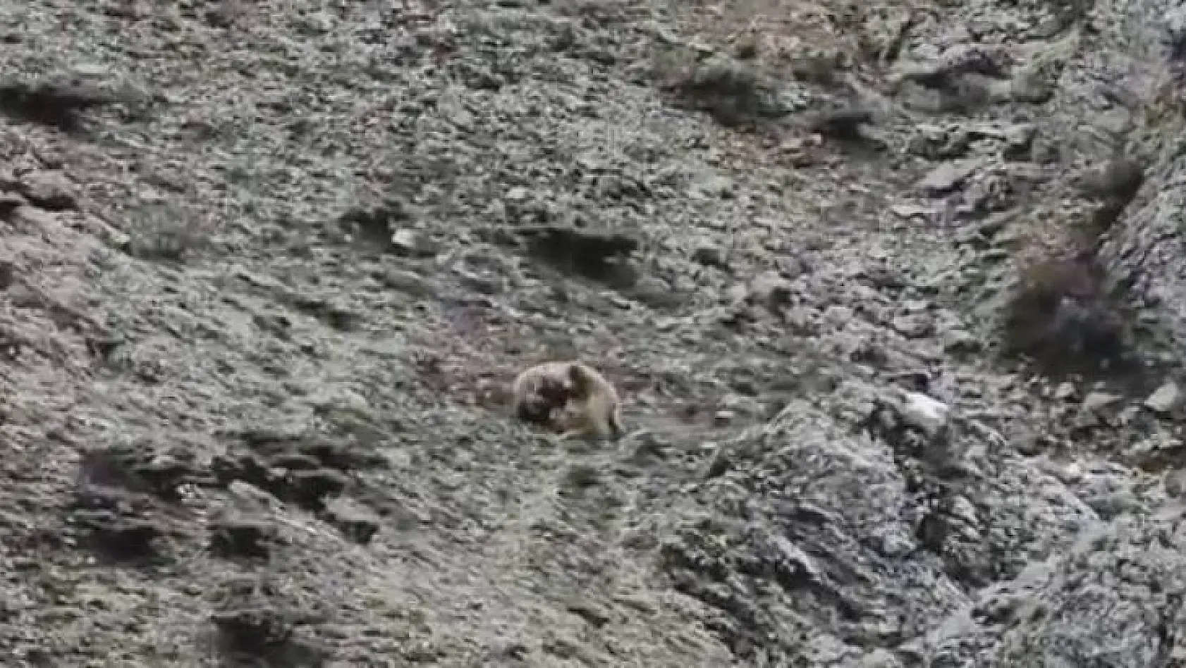 Oyun oynayan yavru ayılar kameralara yakalandı