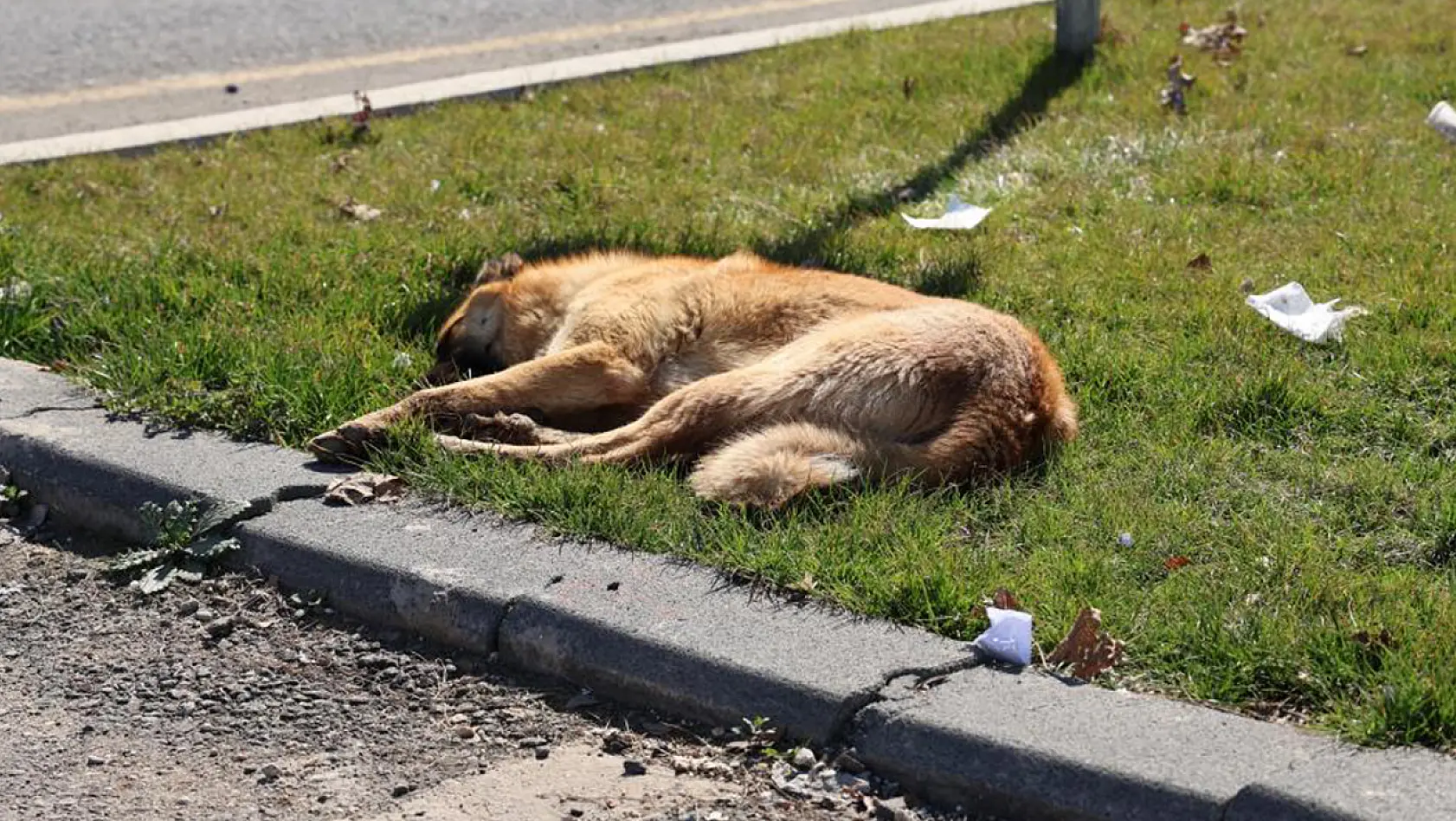 Sokak Köpeği Bir Günde 8 Kişiyi Isırdı