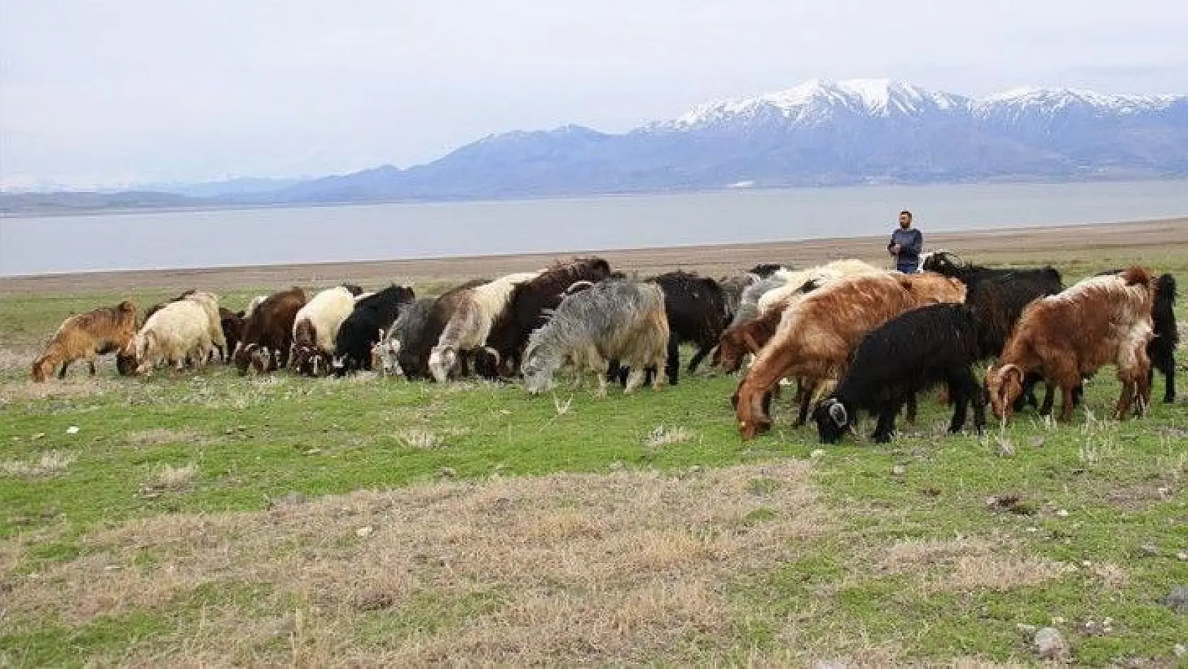 Süt için aldığı keçiler, çift çift kuzulayınca sürü sahibi oldu