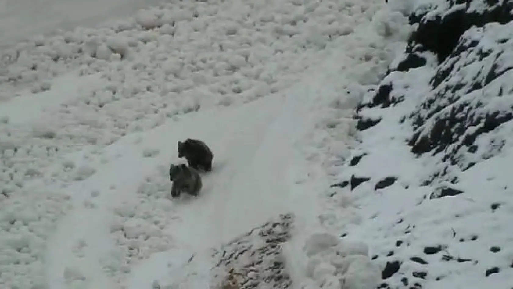 Tunceli'de boz ayıların kar keyfi