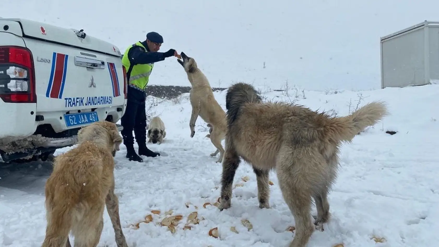 Tunceli'de jandarmadan sokak hayvanlarına mama ve su desteği