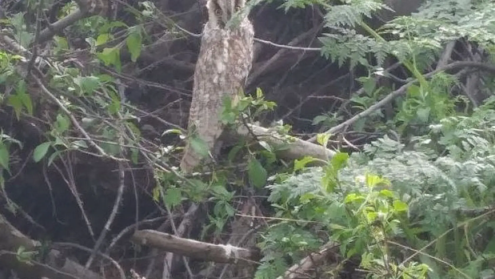 Tunceli'de kulaklı orman baykuşu fotoğraflandı