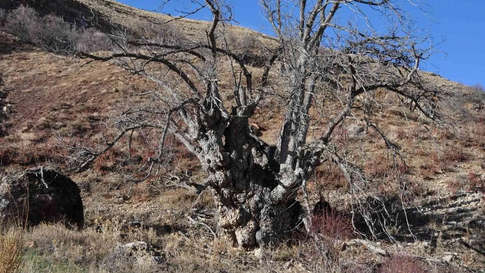 Türkiye'nin en geniş gövdeli ceviz ağacı için tescil başvurusu yapıldı