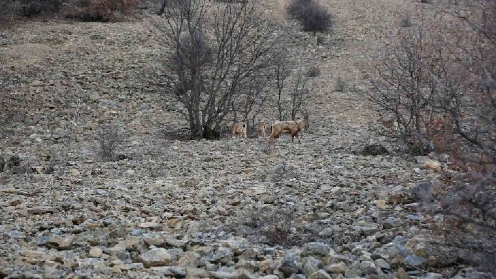 Yaban keçileri ilk kez bu kadar yakından görüntülendi