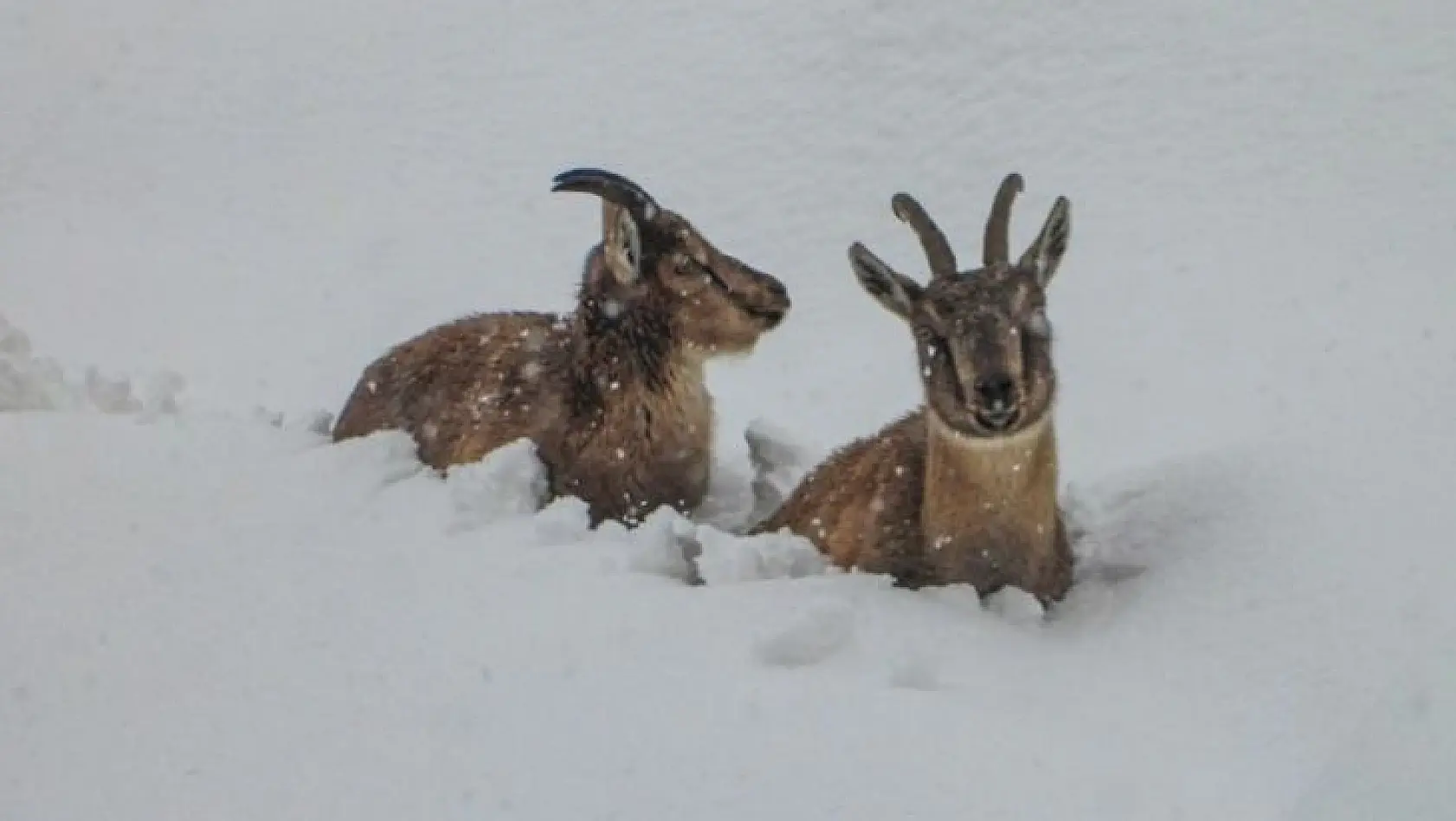 Yaban keçilerinin yoğun karda karınlarını doyurma mücadelesi