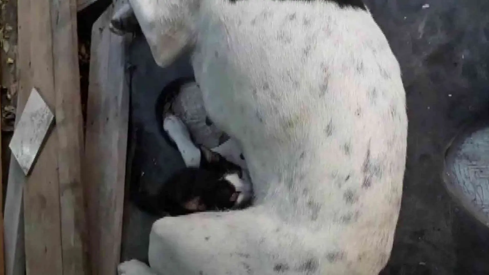 Yavruları ölen köpek, annesiz kediyi emzirmeye başladı