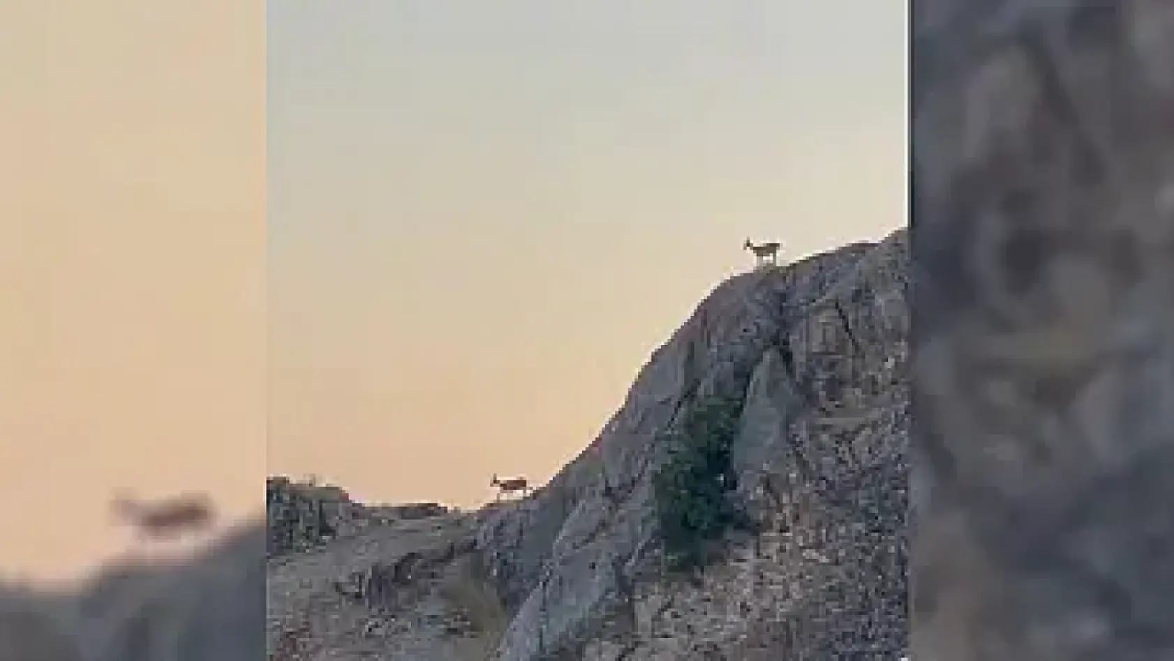 Dağ Keçileri Sürü Halinde Harput'ta Görüntülendi