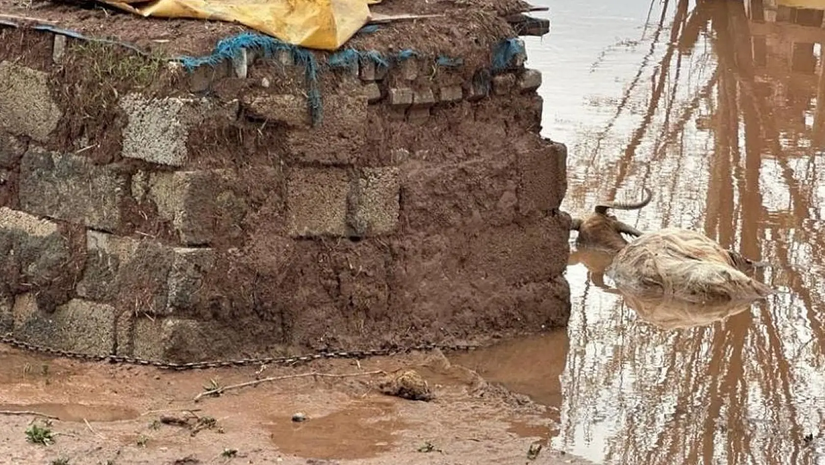 Elazığ'da sağanak yağışın vurduğu beldede hayvanlar telef oldu
