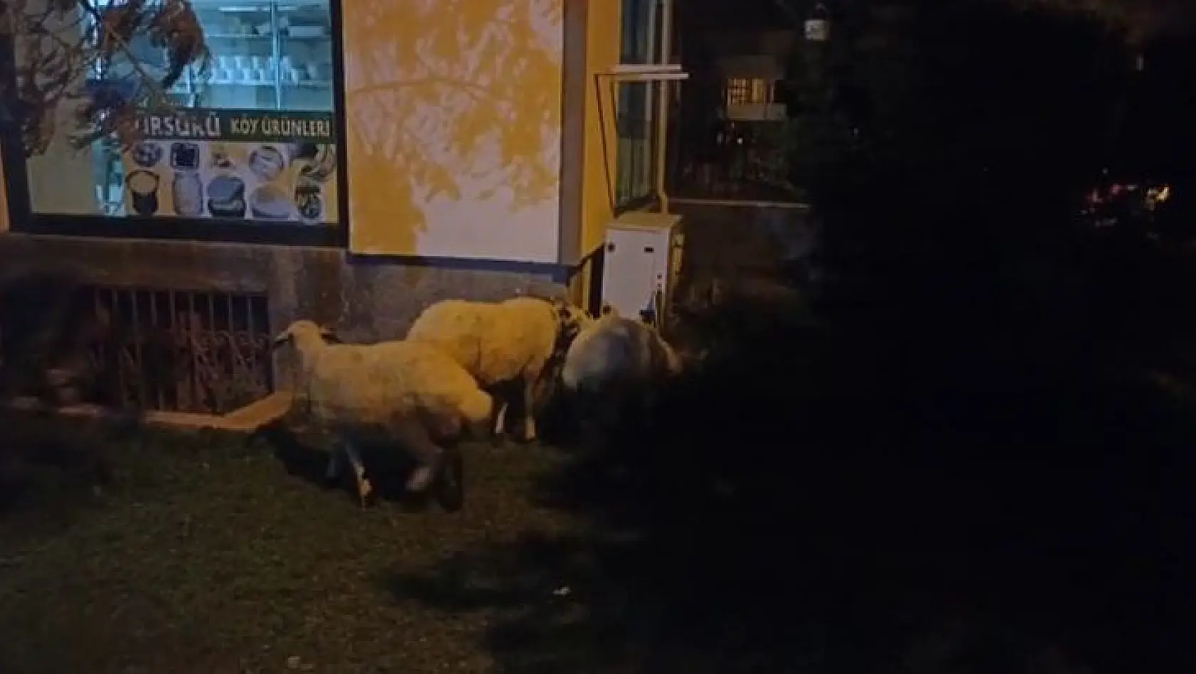 'Kesilmekten kaçan' koyunlar belediye ekipleri tarafından yakalandı