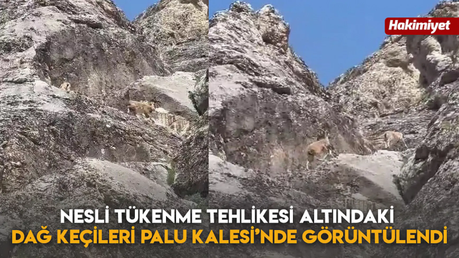 Nesli Tükenme Tehlikesi Altındaki Dağ Keçileri Palu Kalesi’nde Görüntülendi