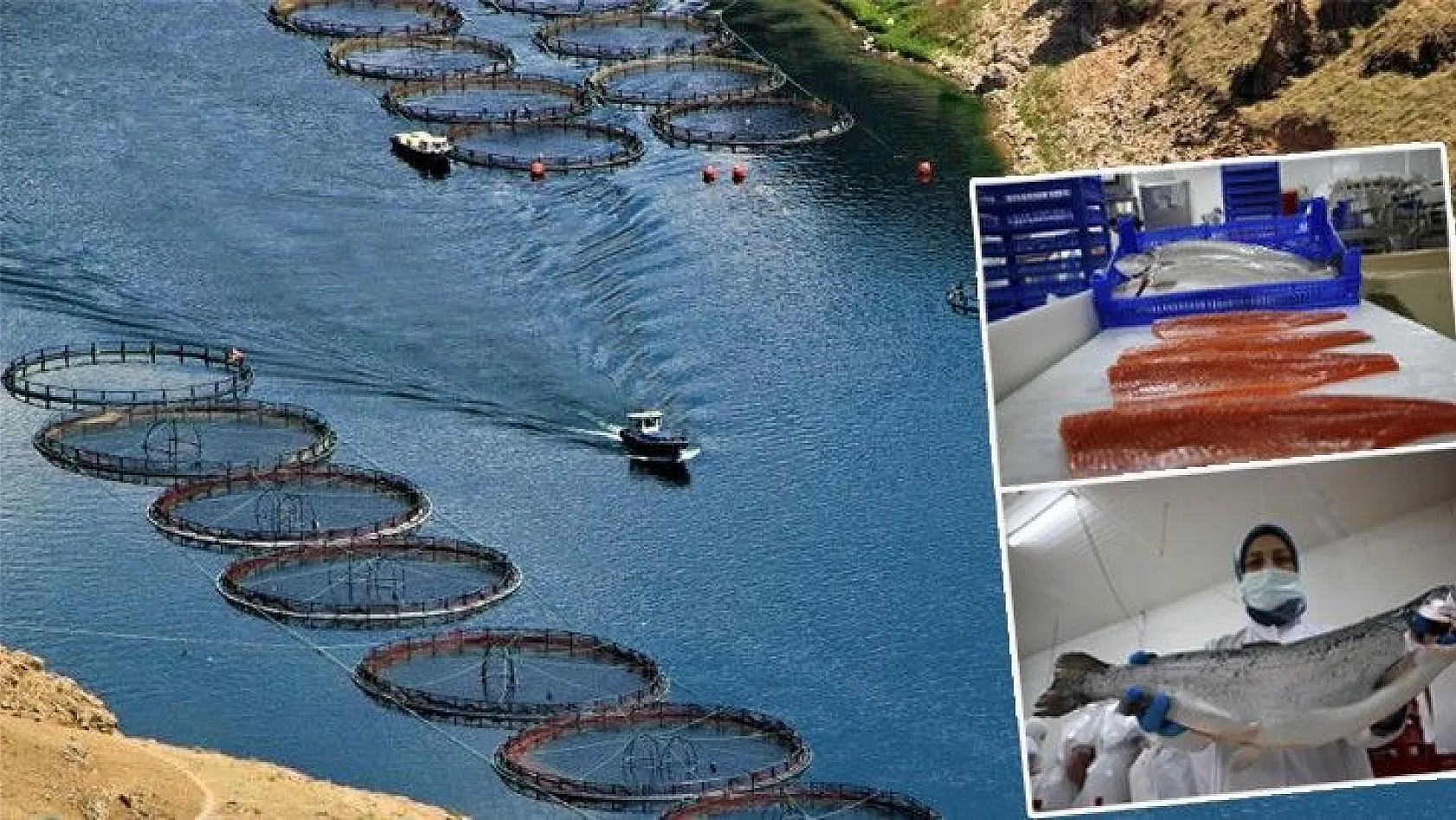 Muhteşem fotoğraflarla Elazığ'dan dünyaya balık ihracatı