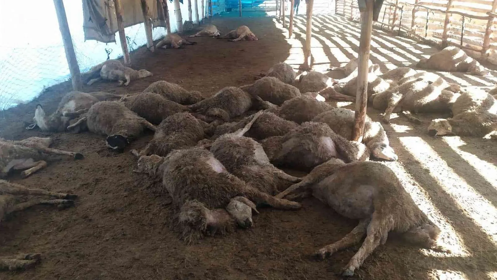 Ağıla giren kurt sürüsü, 42 koyunu telef etti