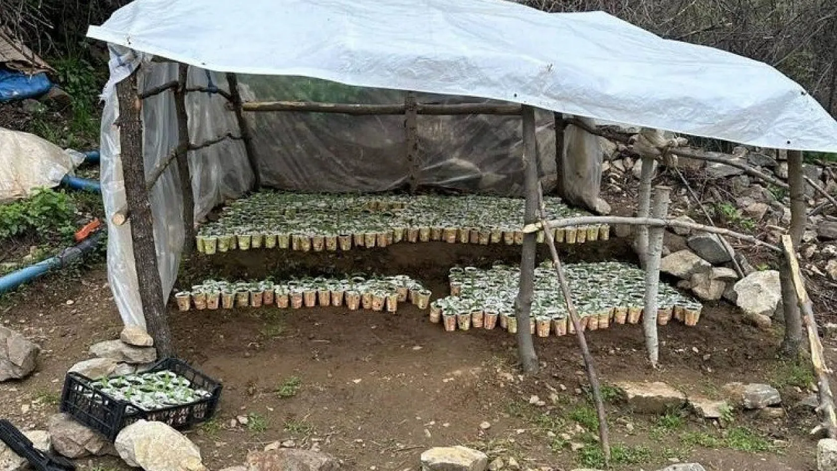 Bingöl'de 3 bin 340 kök kenevir ele geçirildi