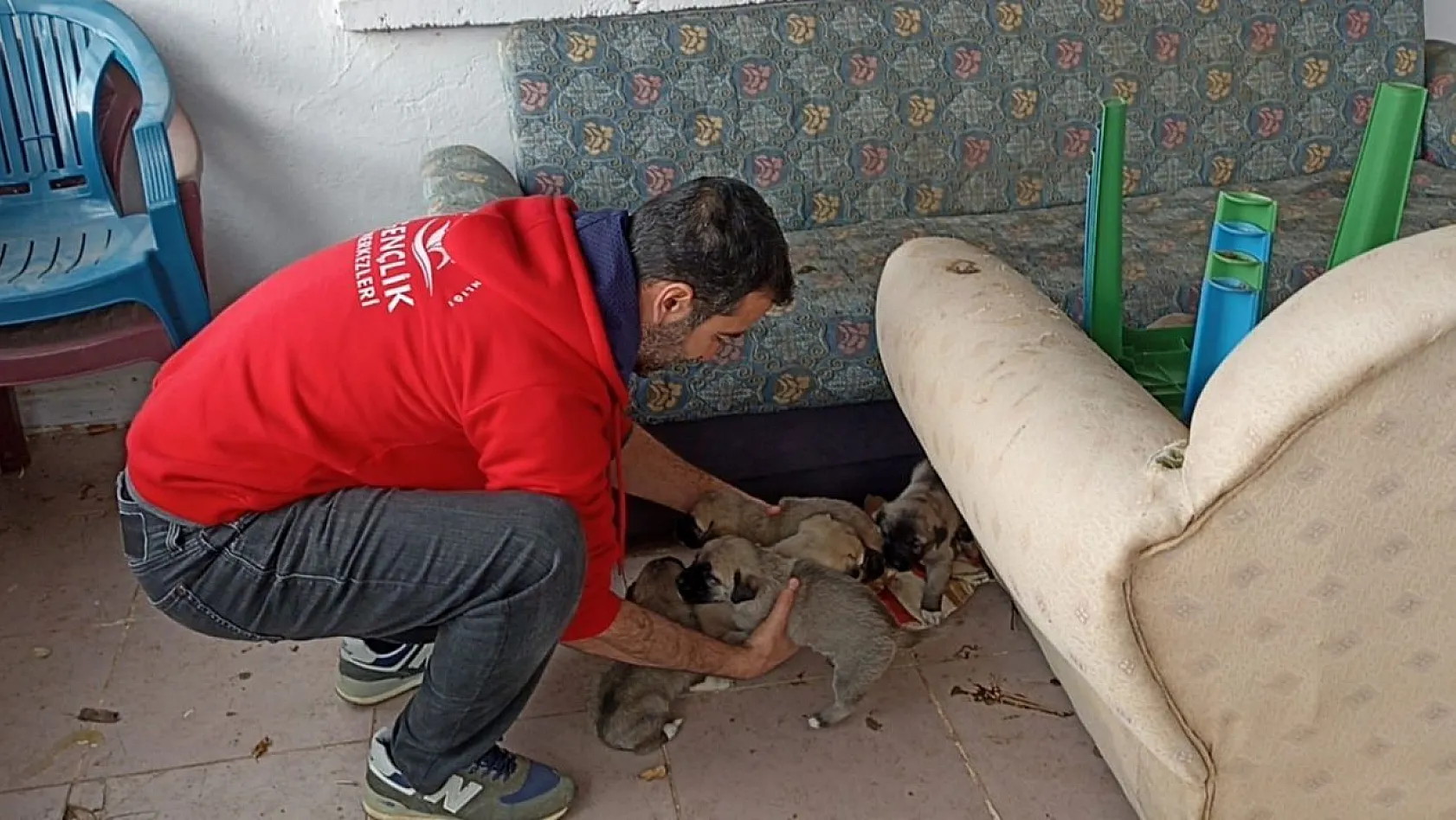 Bingöl'de bakıma ihtiyacı olan anne köpek ve yavruları barınağa götürüldü