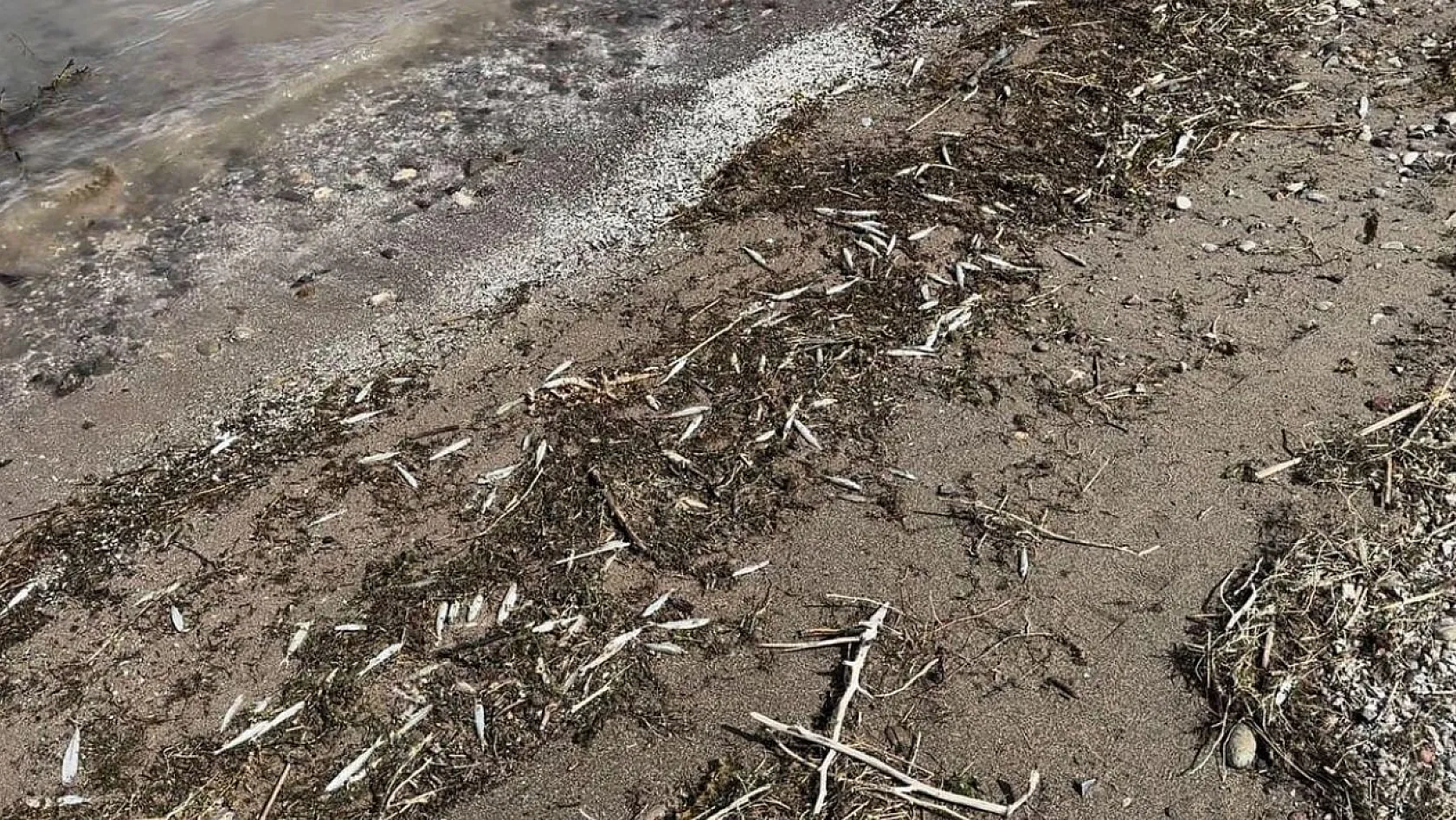 Bingöl'de binlerce ölü balık kıyıya vurdu