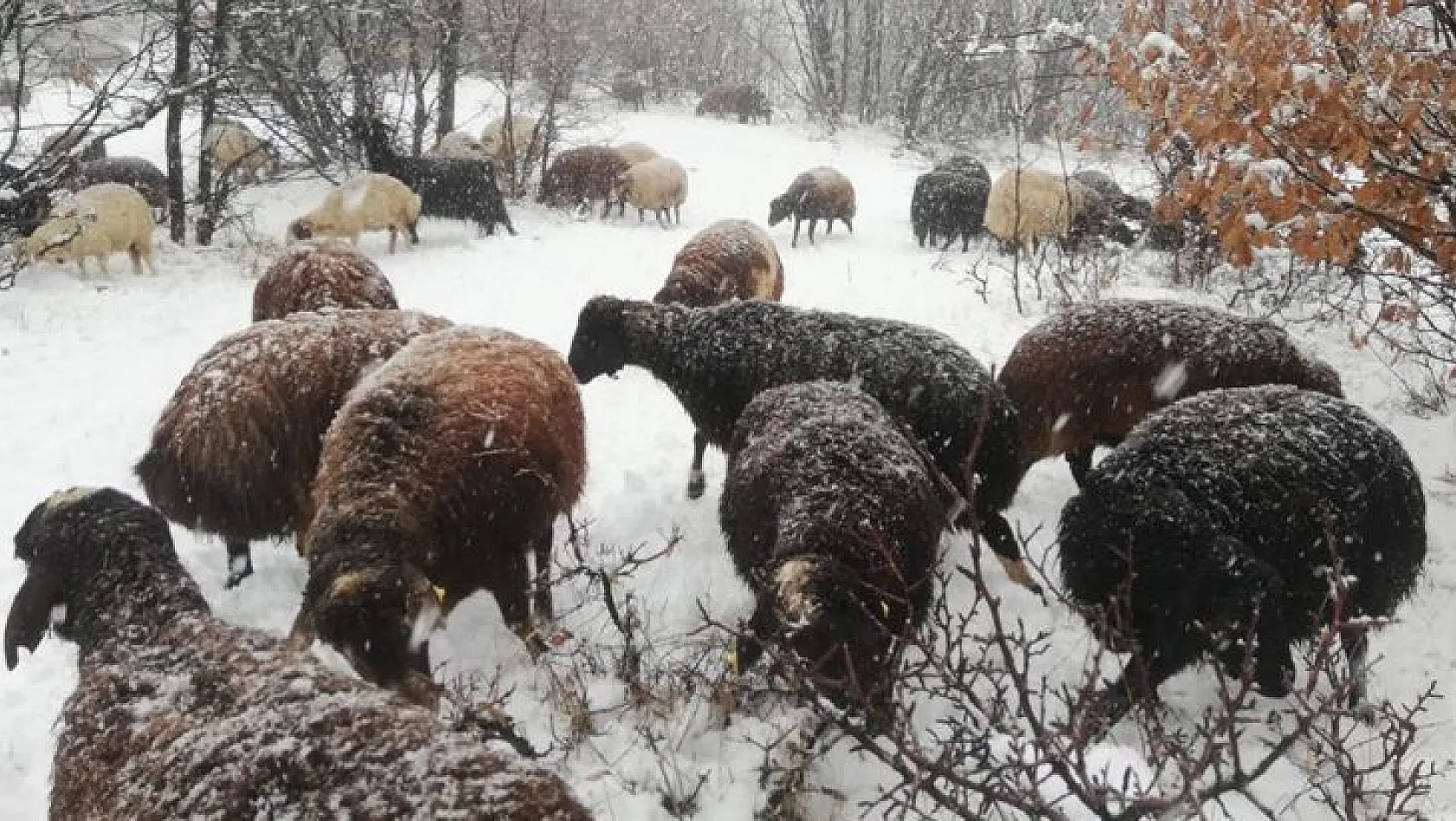 Çoban kar altında türkü söyledi, koyunlar pürdikkat dinledi