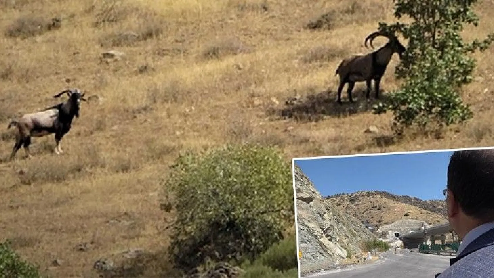 Dağ keçilerini gören sürücüden güldüren seslenme