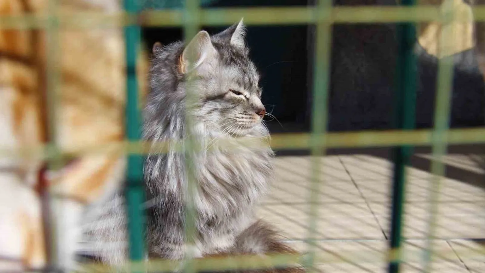 Depremde enkaz altından kurtarılan hayvanlar, barınağa yerleştirildi