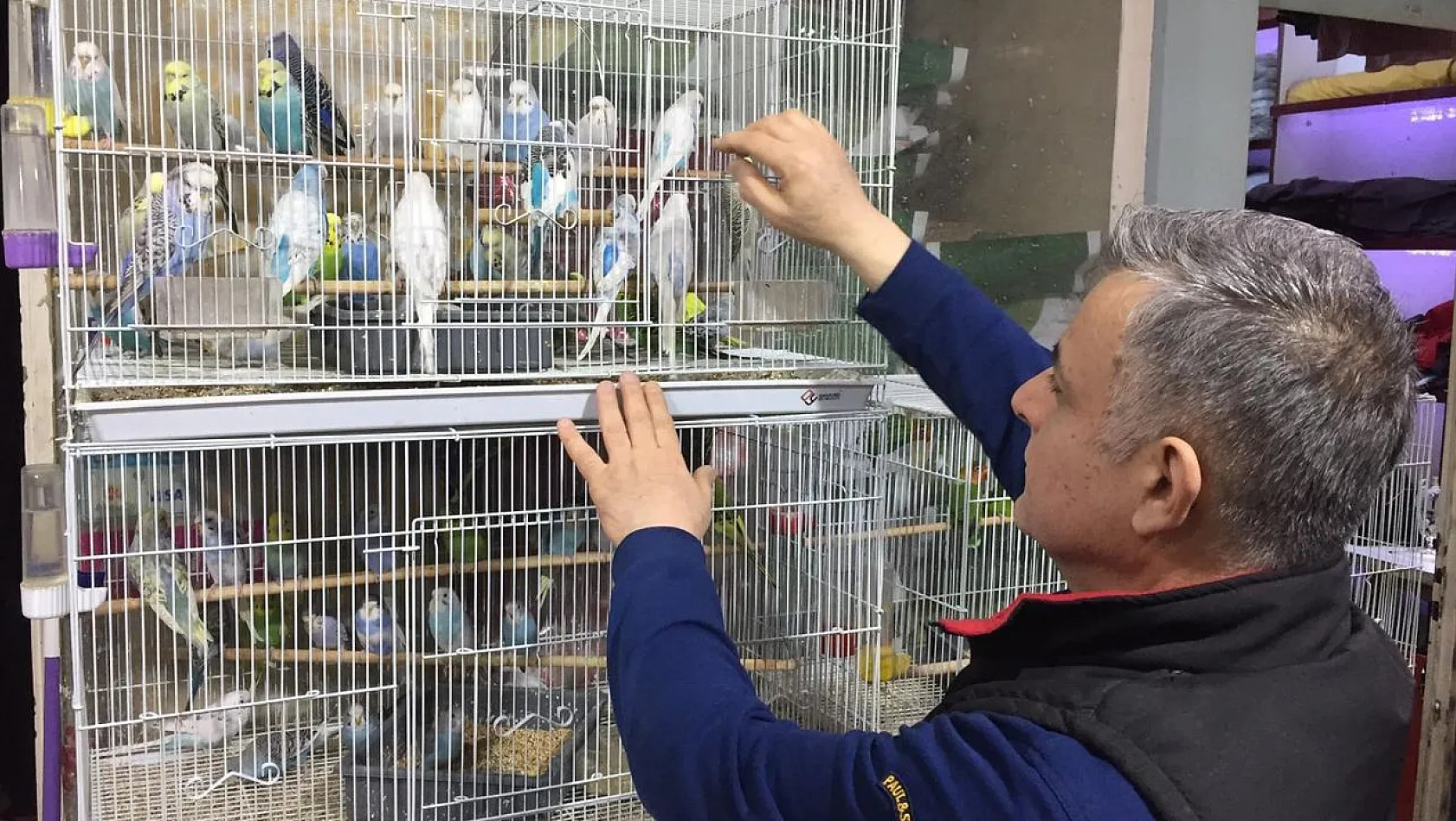 Depremi önceden haber verdiğine inanılan muhabbet kuşlarına yoğun ilgi