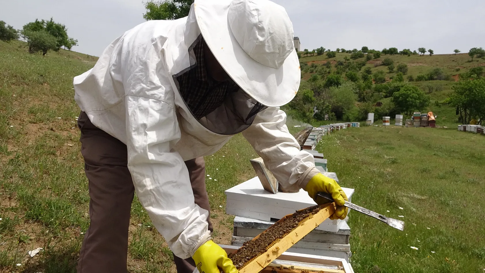 Elazığ Arı Yetiştiricileri Birliği Başkanı Canbay: 'Ekolojik dengede en önemli unsur arıdır'
