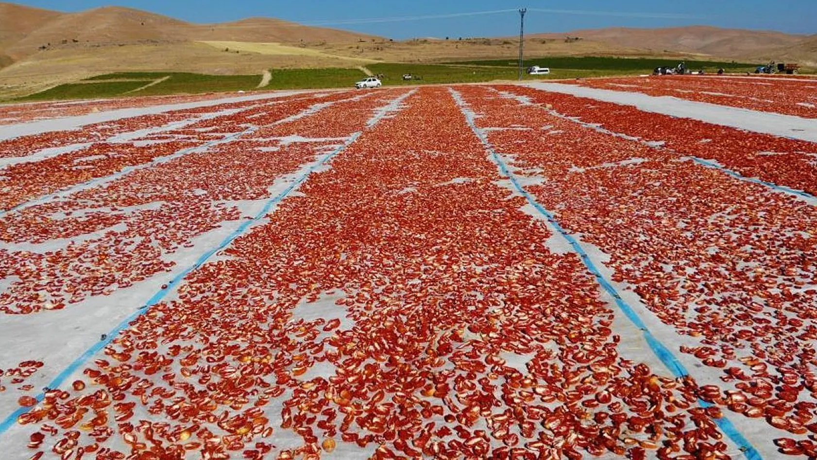 Elazığ'da üretilip kurutulan domatesler, dünya sofralarını süslüyor