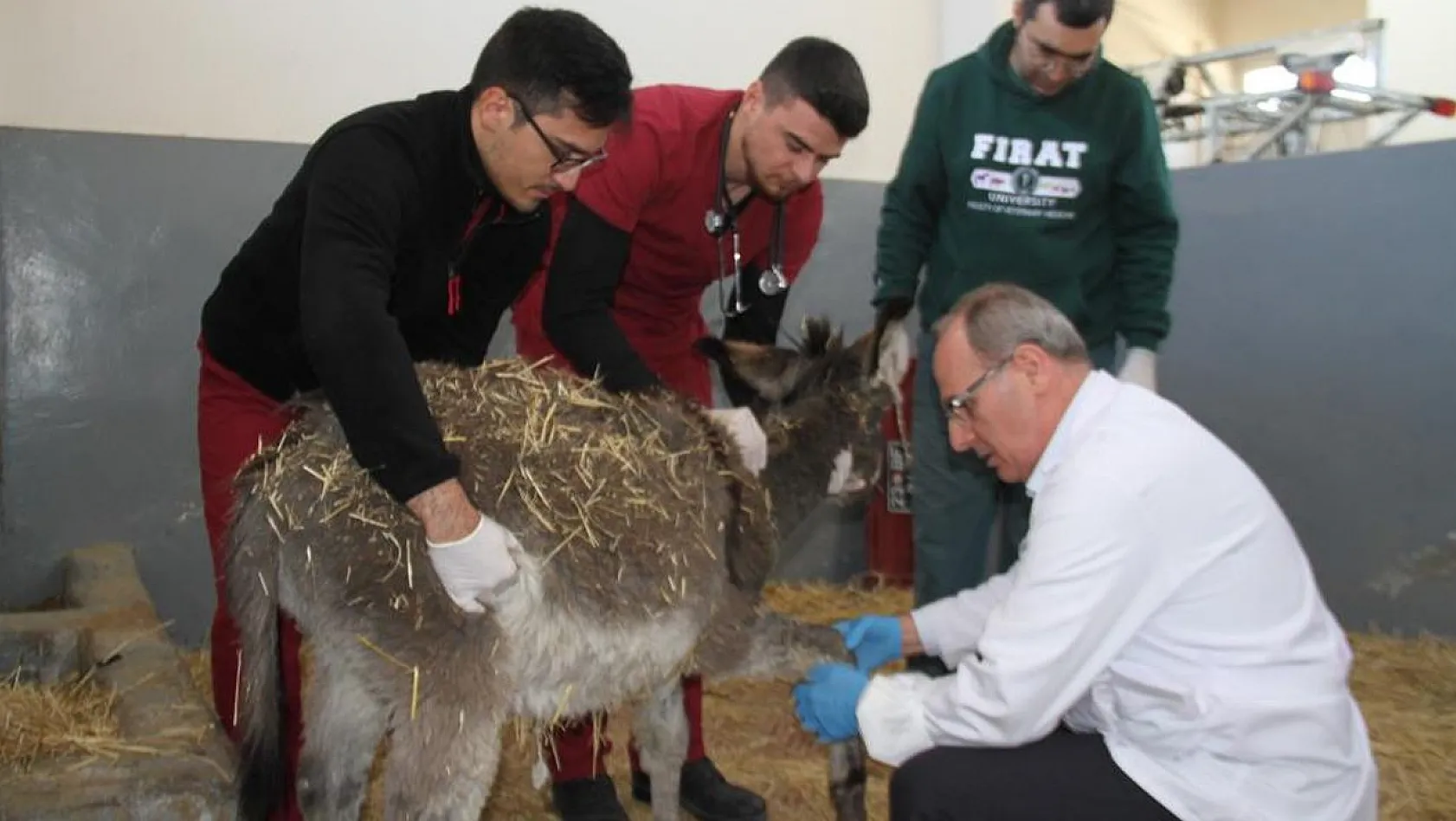 Fırat Üniversitesi Hayvan Hastanesi'nde bir yılda 7 bin 600 hayvan tedavi edildi