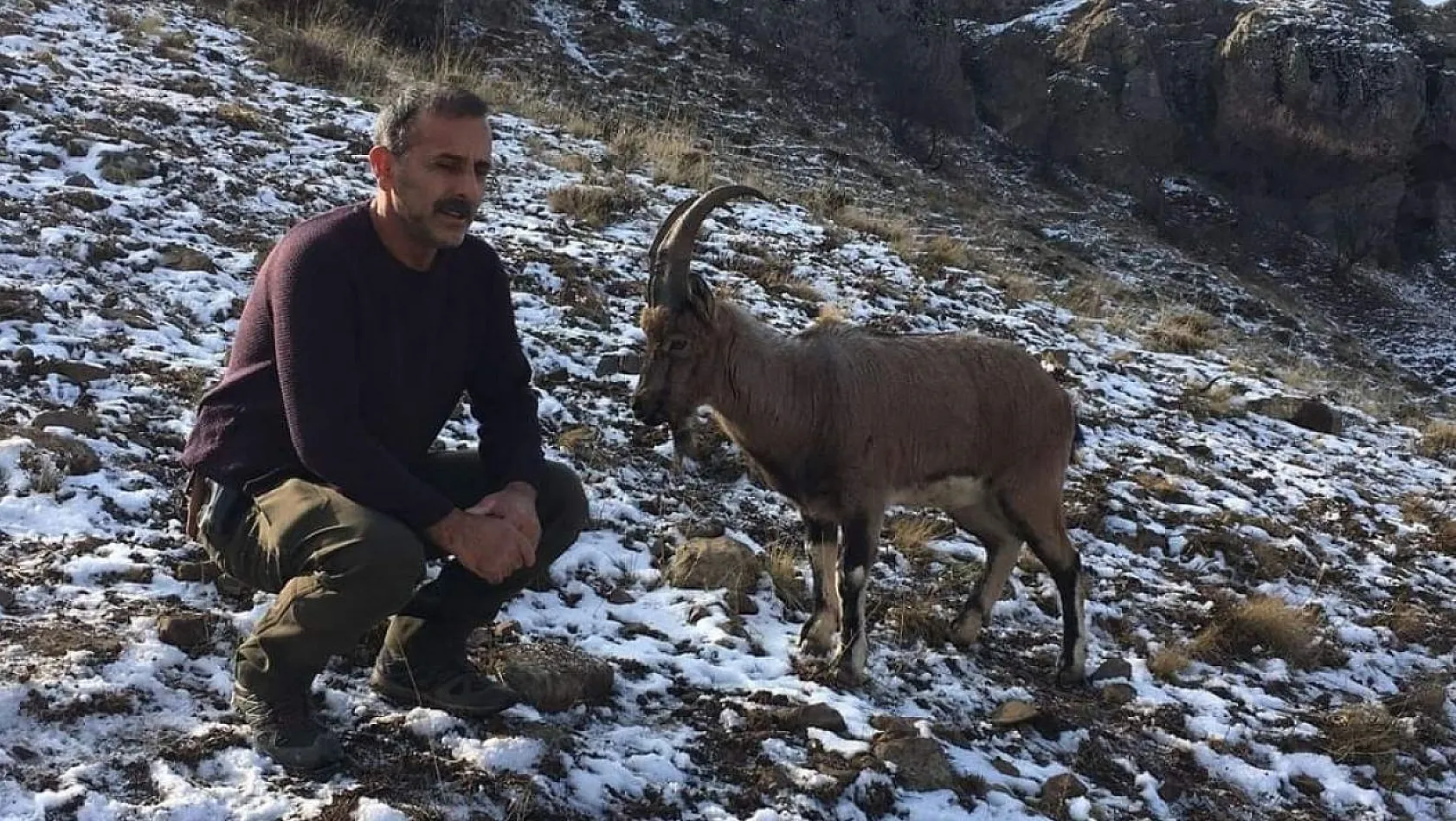 Hasta dağ keçisi tedavi edilip doğaya bırakıldı