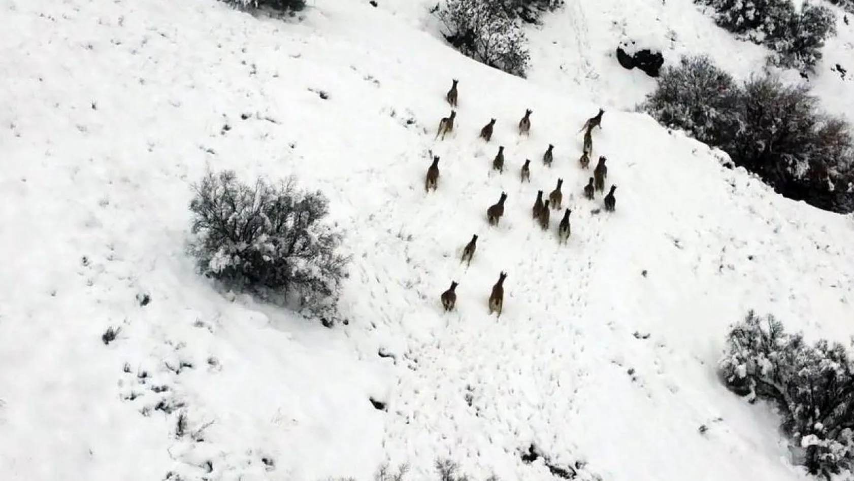 Kar üzerinde yiyecek arayan dağ keçileri dron ile görüntülendi